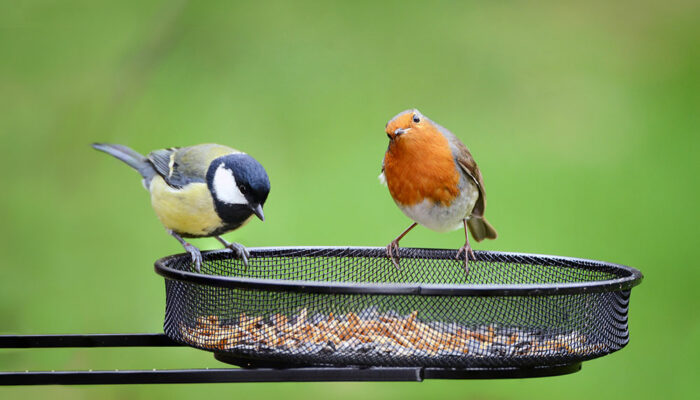 5 bird feeders you can choose from