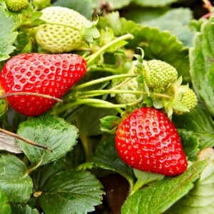 Canada’s organic produce and its source