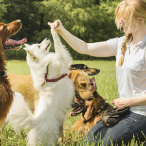 Here’s how house pets and domestic animals differ